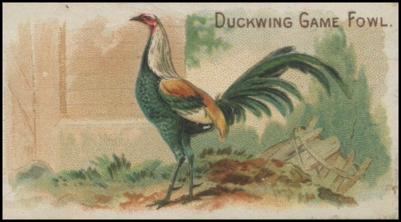 Duckwing Game Fowl
